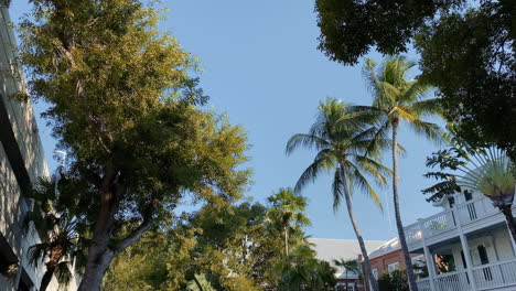 Riding-along-Road-under-Coconut-Palm-Tree-Crowns-against-Sunny-Blue-Sky