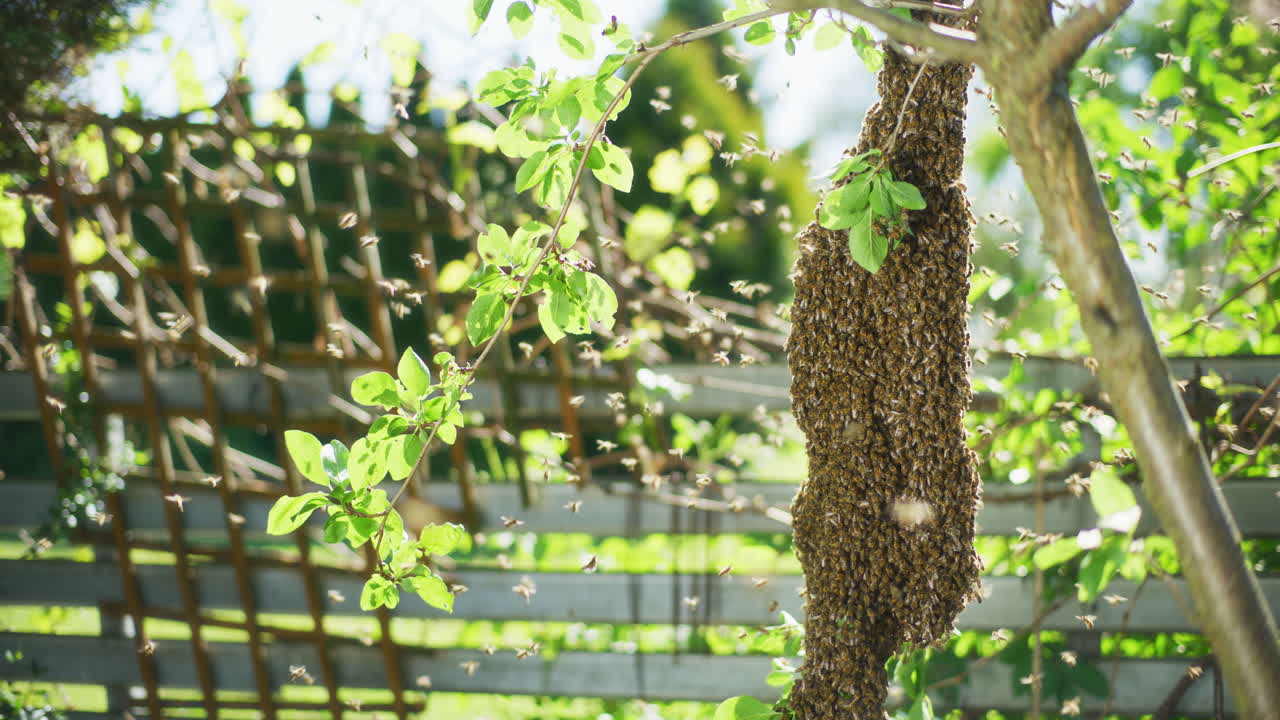 enjambre de abejas en la rama de un árbol frutal