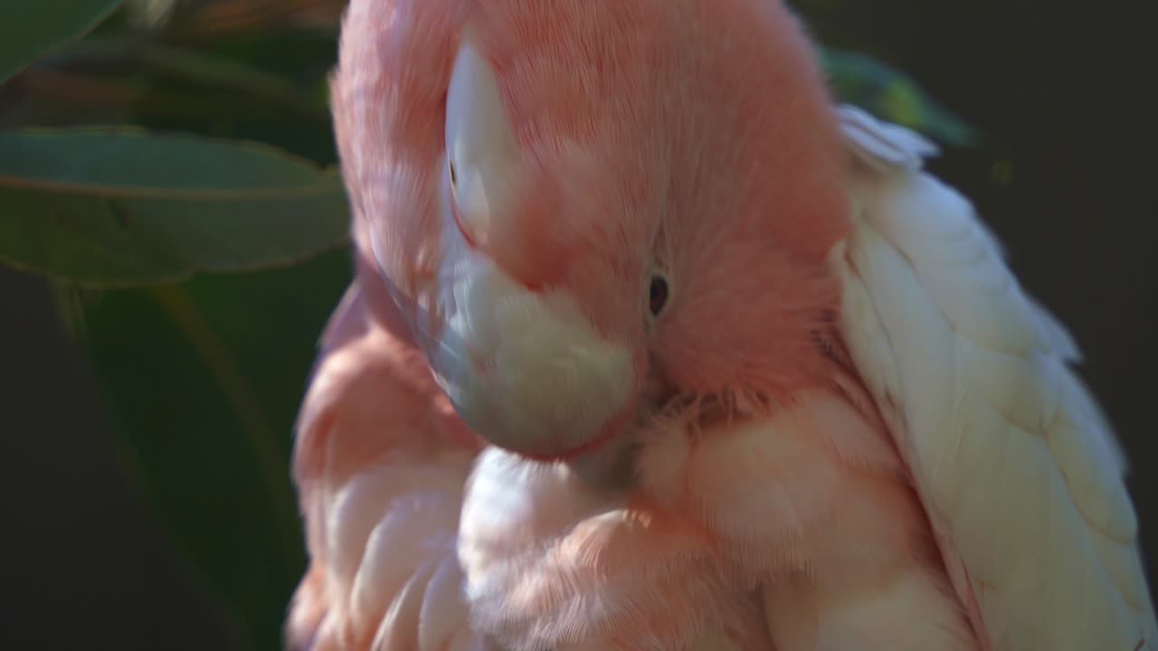 Extreme close up shot capturing a major mitchell's cockatoo, pink cockatoo, cacatua leadbeateri with salmon-pink appearance spotted on the tree, feather plucking with its beak