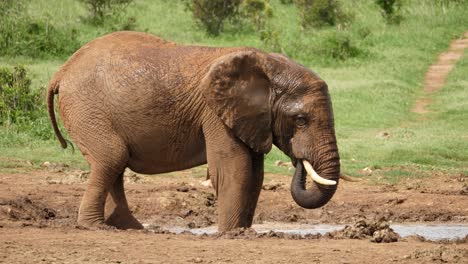 African-Elephant-splashes-and-drinks-water-near-warthogs-at-waterhole