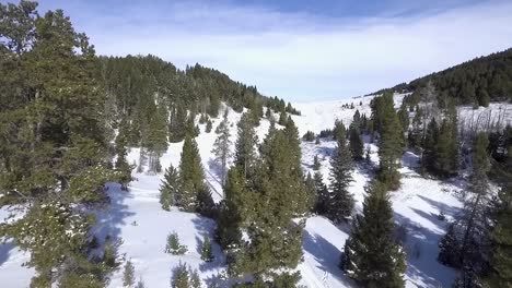 camera fly's through trees revealing natures beauty