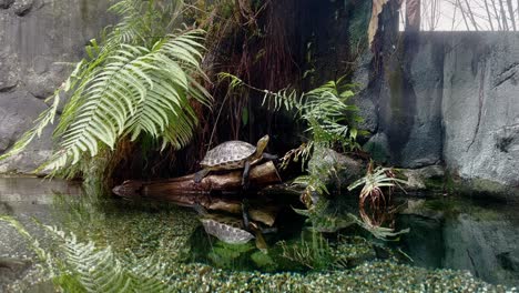 critically endangered species, chinese stripe necked turtle, mauremys sinensis relaxing on a tree log in the freshwater pond under green canopy with beautiful water reflections