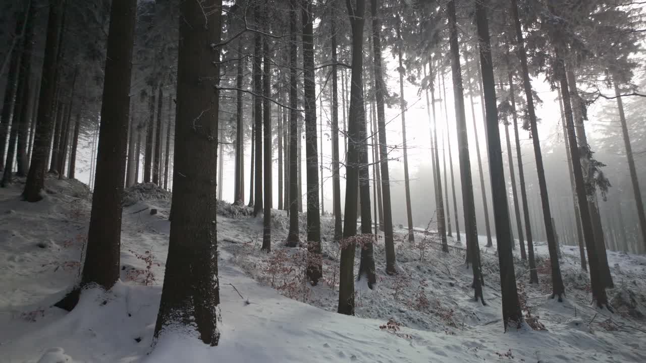 Panoramic winter forest bathed in sunlight. Snow blankets the ground, tree branches glisten, and golden rays pierce through, casting long shadows in the crisp, cold air.