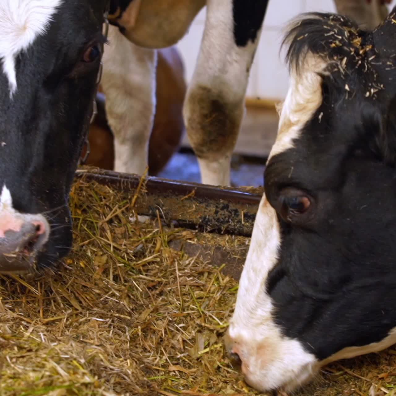 Dairy cows life in a farm