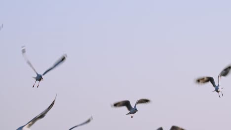 Volando-En-Círculos-Hacia-La-Cámara-Durante-La-Tarde-Mientras-Se-Pone-El-Sol,-Gaviotas,-Tailandia