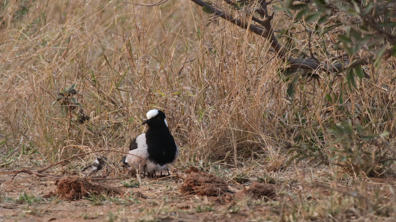 madre blacksmith lapwing y su polluelo en la pradera africana