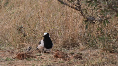 mother blacksmith lapwing and its chick in african grassland