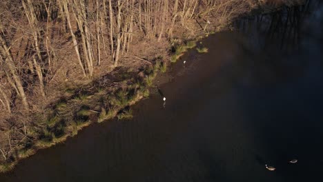 Two-great-egrets-and-two-geese-looking-for-food-along-a-lake-shore-in-Germany