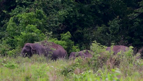 los elefantes asiáticos son especies en peligro de extinción y también son residentes de tailandia