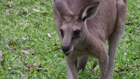 kangaroo interacts with surroundings, grazing calmly