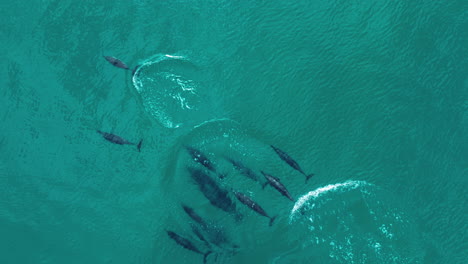 pod of spinner dolphins swimming undersea in socotra island, yemen