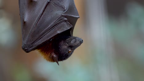 Pteropus-Vampyrus-hanging-upside-down-wrapped-between-his-wings-falling-asleep