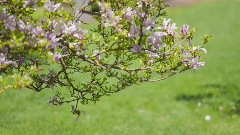 fragrant light pink magnolia flowers in full bloom