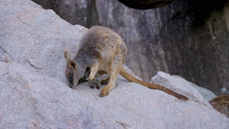 Cerca-De-Australia-Wallaby-Alimentándose-Y-Comiendo-En-La-Roca-En-Magentic-Island-En-El-Norte-De-Queensland,-Australia