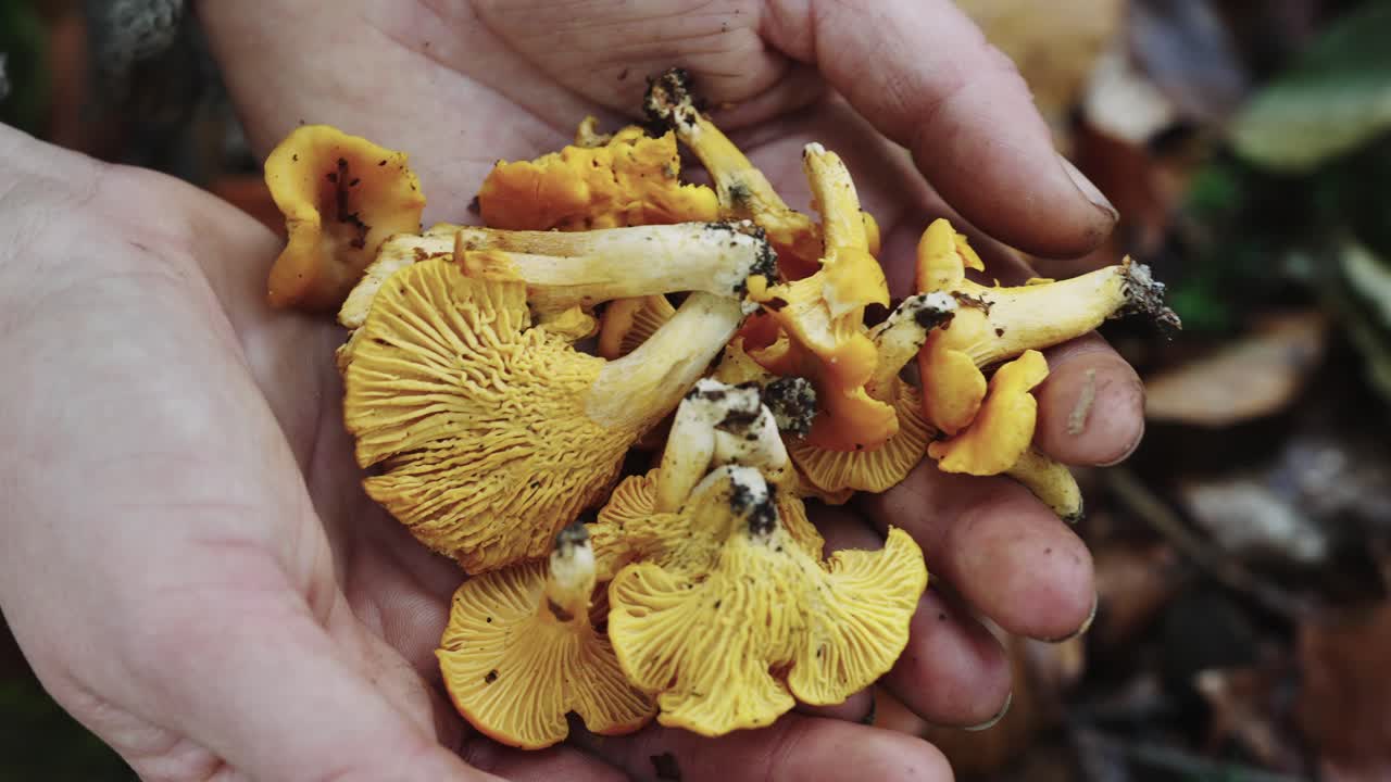 manos palmeadas abiertas que sostienen champiñones rebozuelos frescos