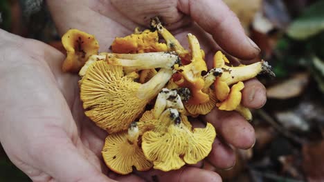 open palmed hands holding fresh chanterelle mushrooms