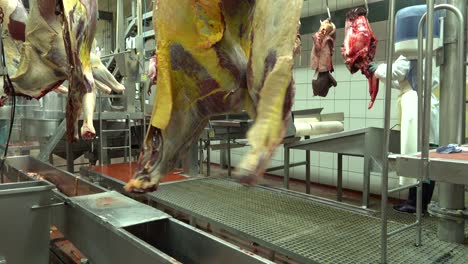 horse slaughterhouse with hanging meat transported and employees working