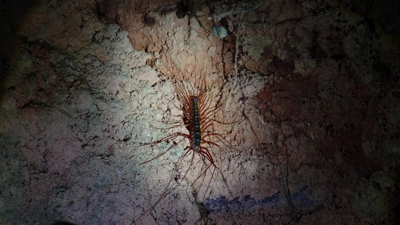 Scatto macro 4K di un millepiedi domestico scutigeromorfo dalle lunghe zampe che riposa su un muro di terra durante un safari notturno a Sepilok