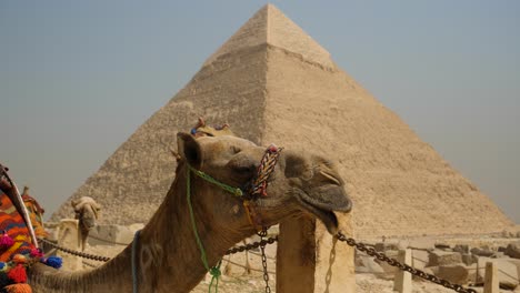 vista de cerca de la cara del camello parado frente a la famosa pirámide cerca de el cairo, egipto