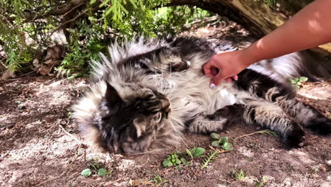 closeup shot of maine coon cat at backyard getting pet by owner during daytime