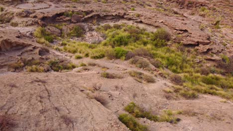 Desert-landscape-with-green-vibrant-plants-in-Tenerife,-aerial-orbit-view