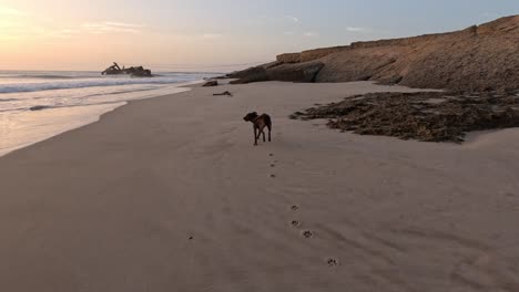 a serene moment as a black dog gracefully walks along the sandy beach during a breathtaking sunset, capturing the essence of peaceful coastal living and the bond between nature and canine companions