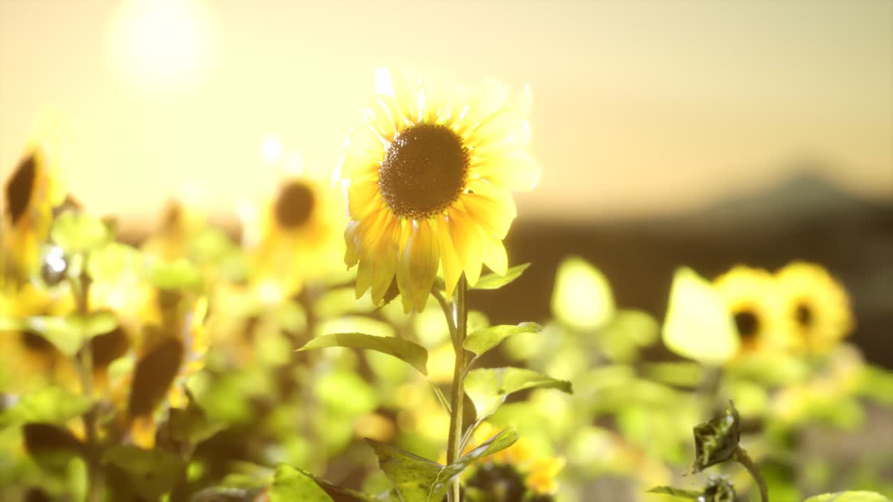 campo de girasol en una cálida noche de verano