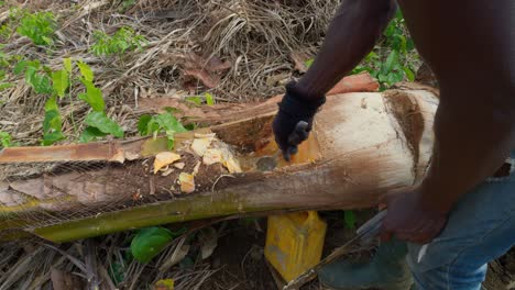 Nahaufnahme-Eines-Schwarzen-Männlichen-Bauern,-Der-Destillierten-Palmwein-Namens-Akpeteshi-Oder-Burukutu-Zubereitet,-Traditionell-In-Ghana,-Afrika,-Zeitlupe