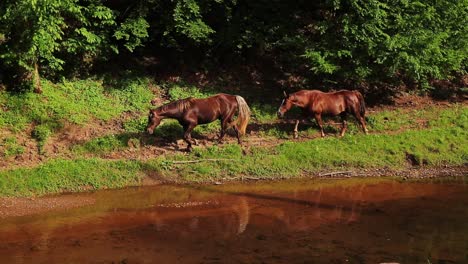 brown horses walking along quiet stream with reflection on beautiful farm cinematic 60p hd