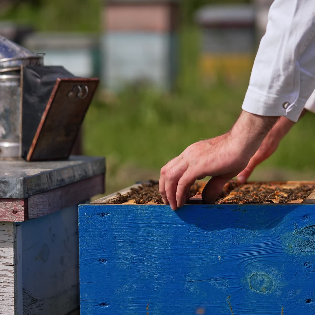 Beekeeper's hands hold a heavy frame stuck with bees. Apiarist puts a frame into the hive. Blurred backdrop