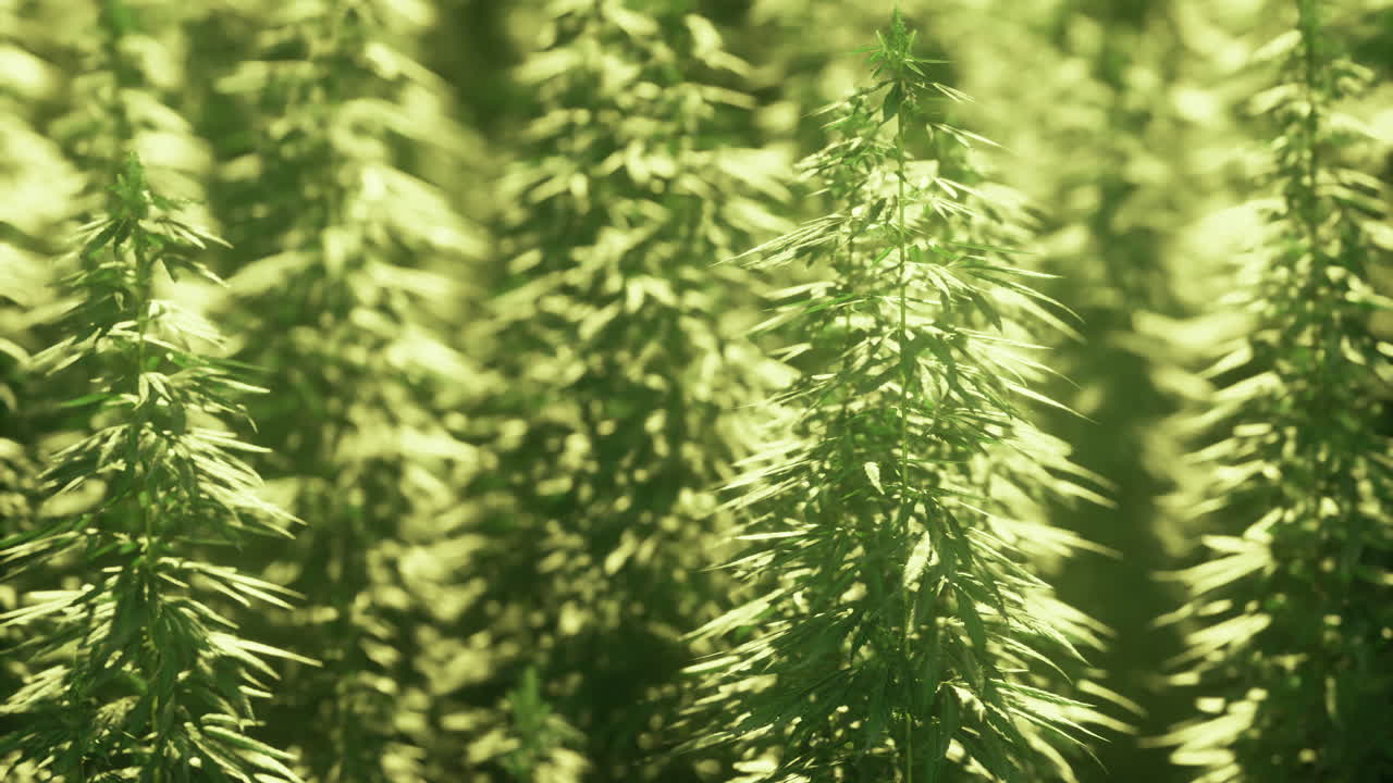 Vibrant green cannabis plants flourishing under warm sunlight in serene fields