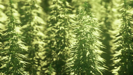 vibrant green cannabis plants flourishing under warm sunlight in serene fields