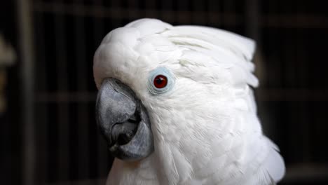 primer plano de una cabeza de cacatúa blanca, que muestra el pico con la lengua en movimiento