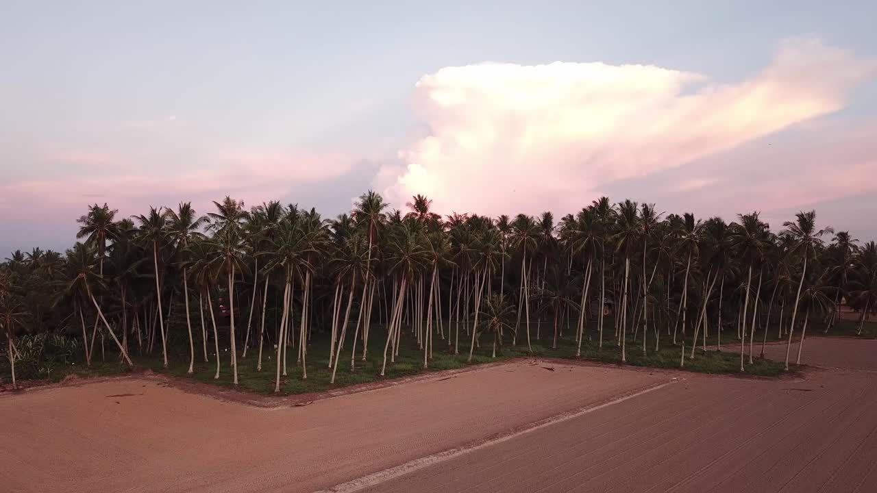 건조한  에 있는 코코 플랜테이션.