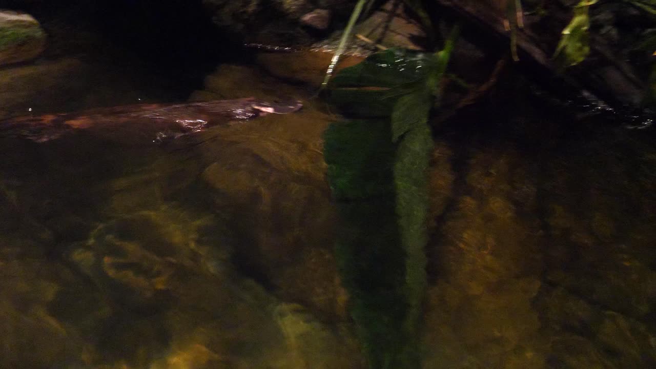 un ornitorrinco nada en un lago por la noche en australia