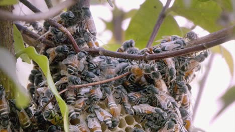 close shot of a bee colony swarming over the top honeycomb structure