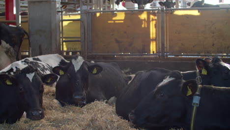 cows in a farm. dairy cows