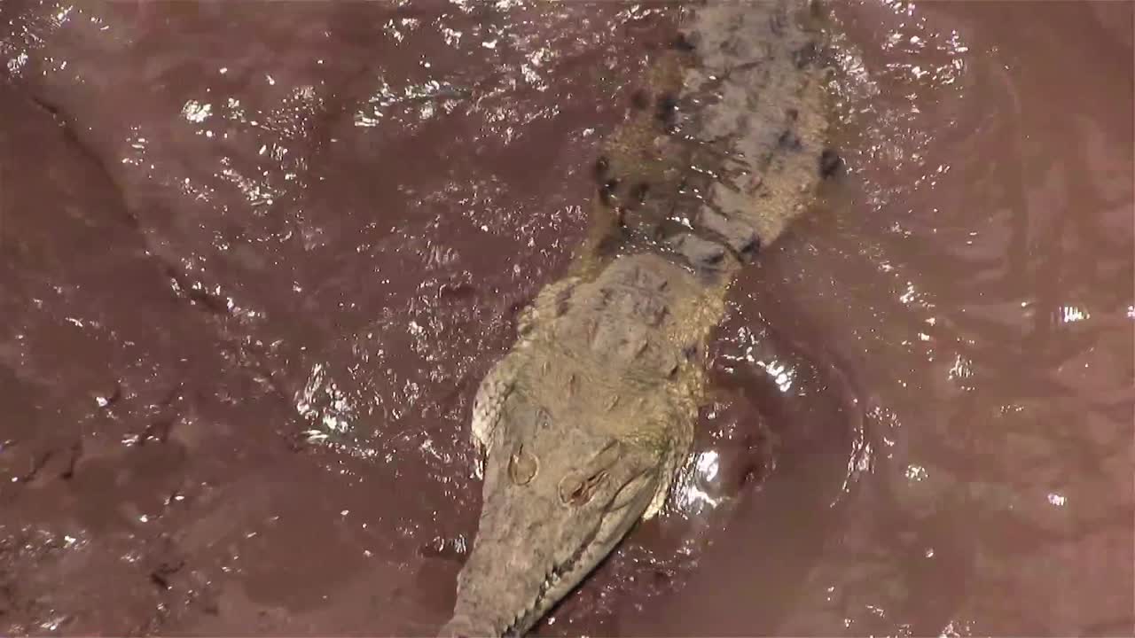 악어가 흙탕물에 빠지다