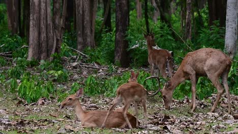 the eld's deer is an endangered species due to habitat loss and hunting