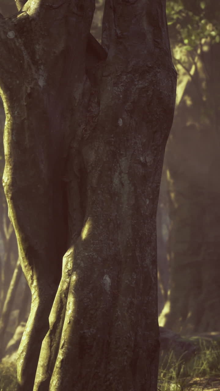 Le ombre ambientali e la calda luce del sole esaltano le texture naturali della foresta