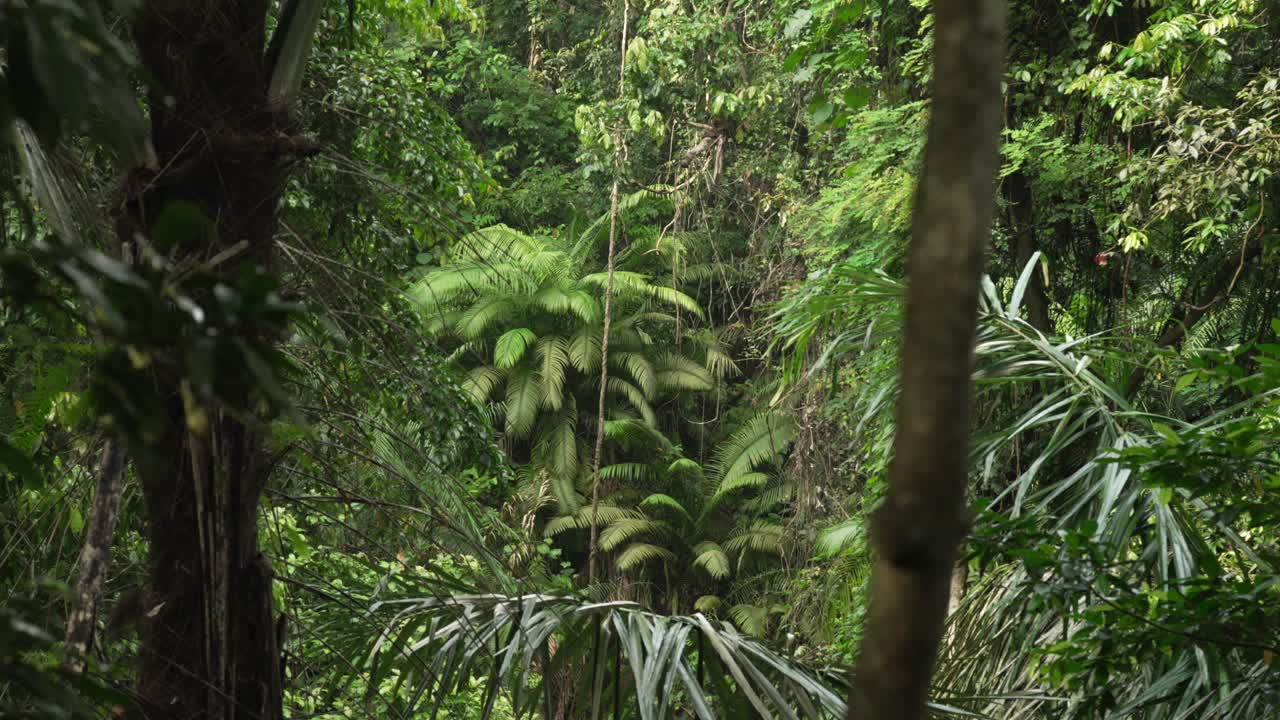 Giungla fauna selvatica habitat foresta pluviale Ubud Bali natura Indonesia isola Sud-est asiatico