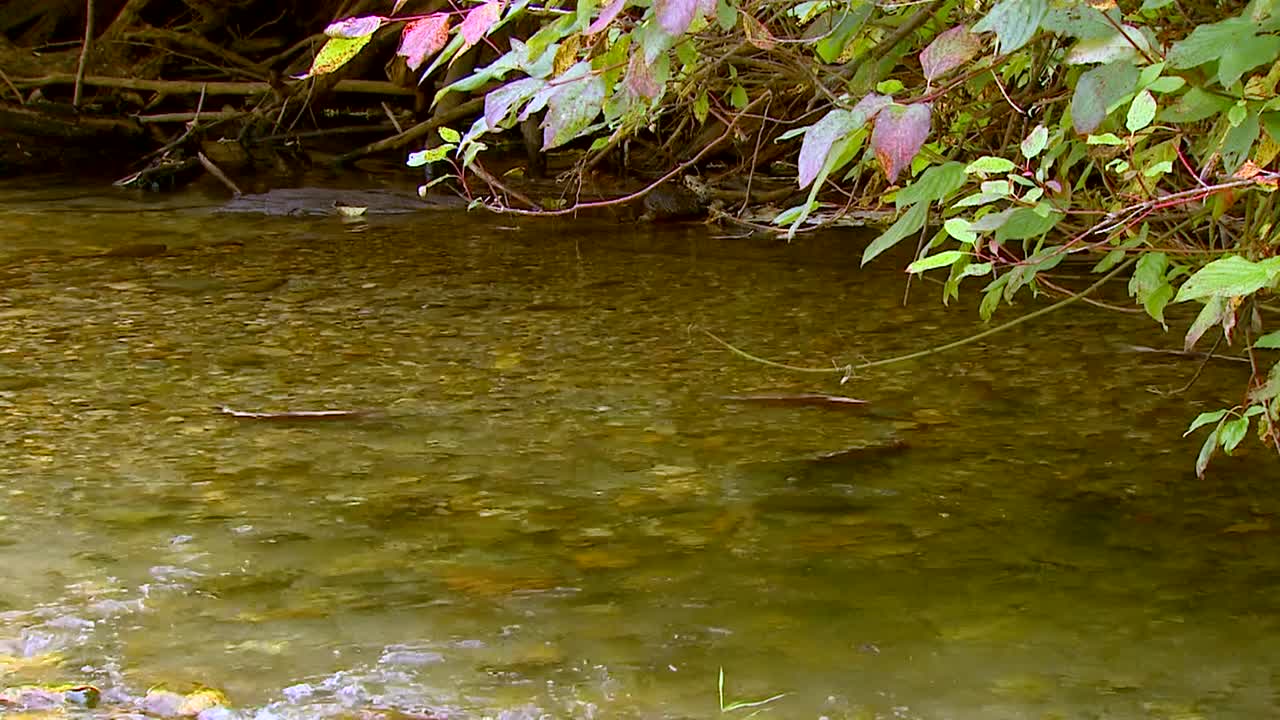 2016년 미국 북서부의 얕은 개울에서 연어 수영
