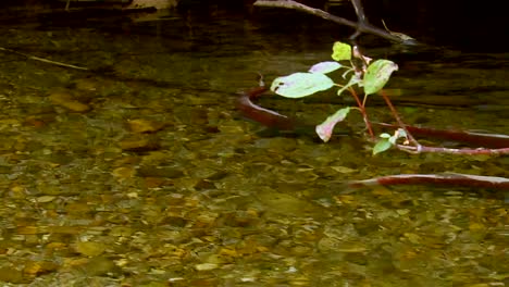 Salmon-Swim-In-A-Shallow-Creek-In-The-Northwest-United-States-2016