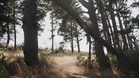 Vista-General-Del-Bosque-Con-árboles-Y-Luz-Solar,-Cámara-Lenta