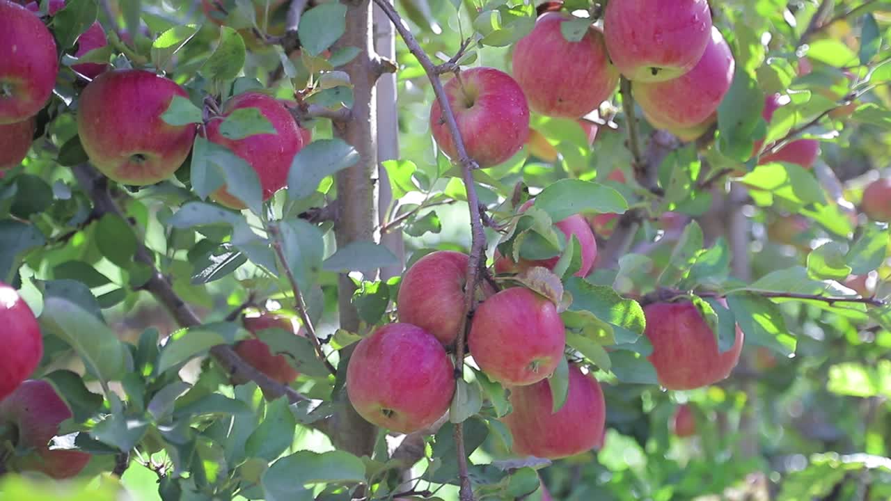 red apples are ripening on the branches of tree in the garden in a warm weather in the summer. Gardening