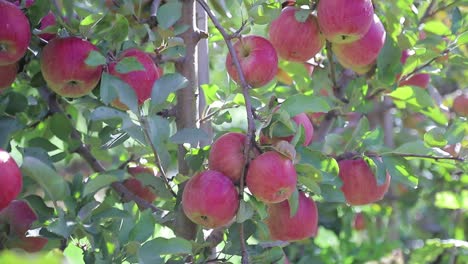 red apples are ripening on the branches of tree in the garden in a warm weather in the summer. gardening