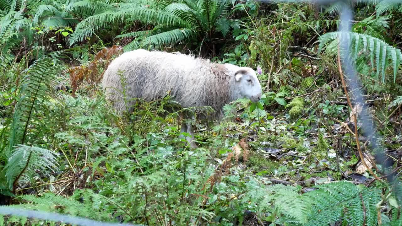 ovejas pastando en la brumosa montaña húmeda senderismo campo desierto dolly valla derecha en primer plano paralaje