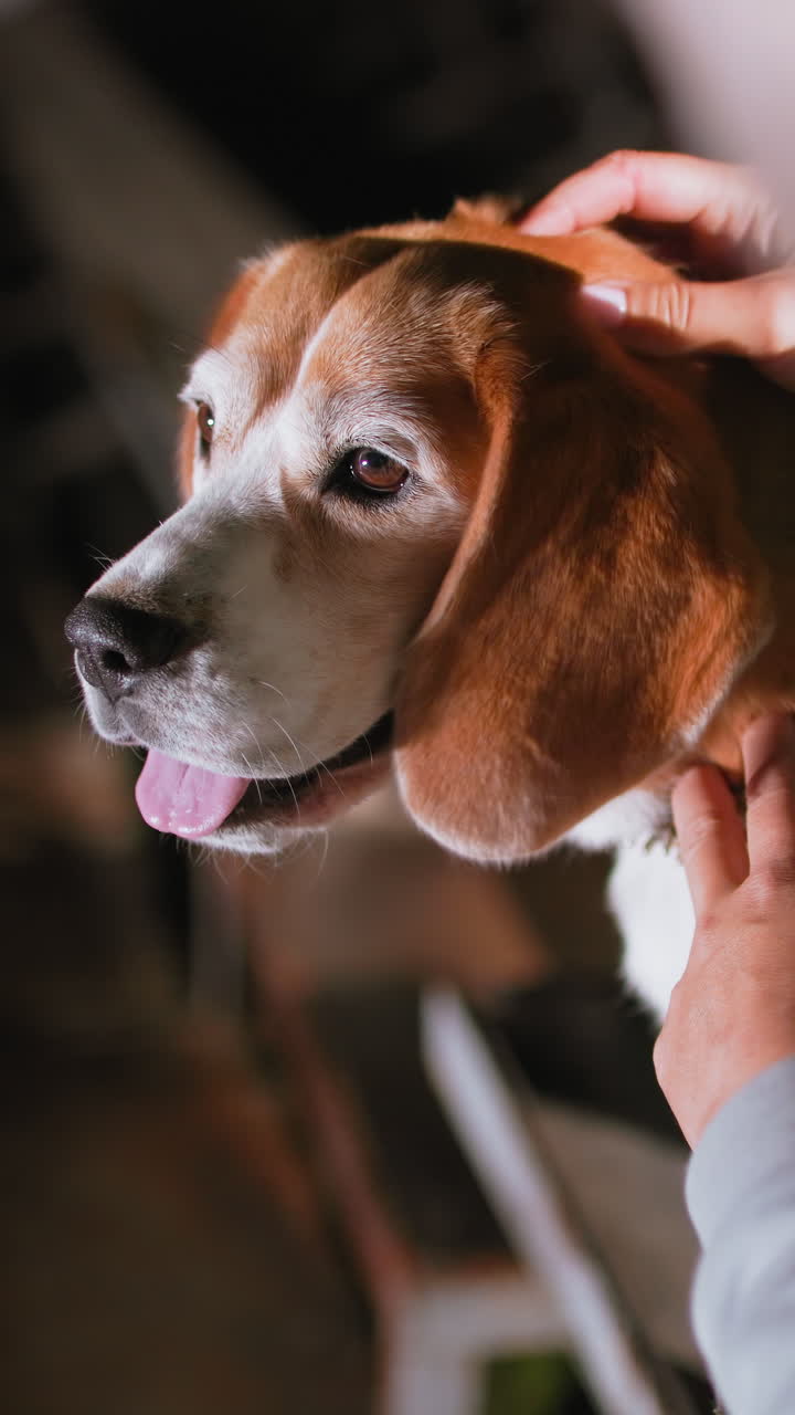 저녁 무렵 현관에서 백인 주인이 늙은 비글을 부드럽게 쓰다듬고 있어요. 따뜻하고 은은한 조명, 희끗한 주둥이, 분홍색 혀, 애정 어린 눈빛, 느린 손길, 아늑한 가정적인 분위기가 가까이에서 느껴져요.