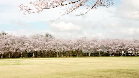 paisaje natural del parque chugen donde los hermosos cerezos yoshino en plena floración florecen