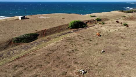 cows spread sparsely over the arid grassy clifftop overlooking the ocean